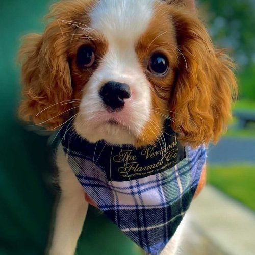 Cute Flannel Dog Bandana Campbell White Blue Green 59693.1694697054.1280.1280