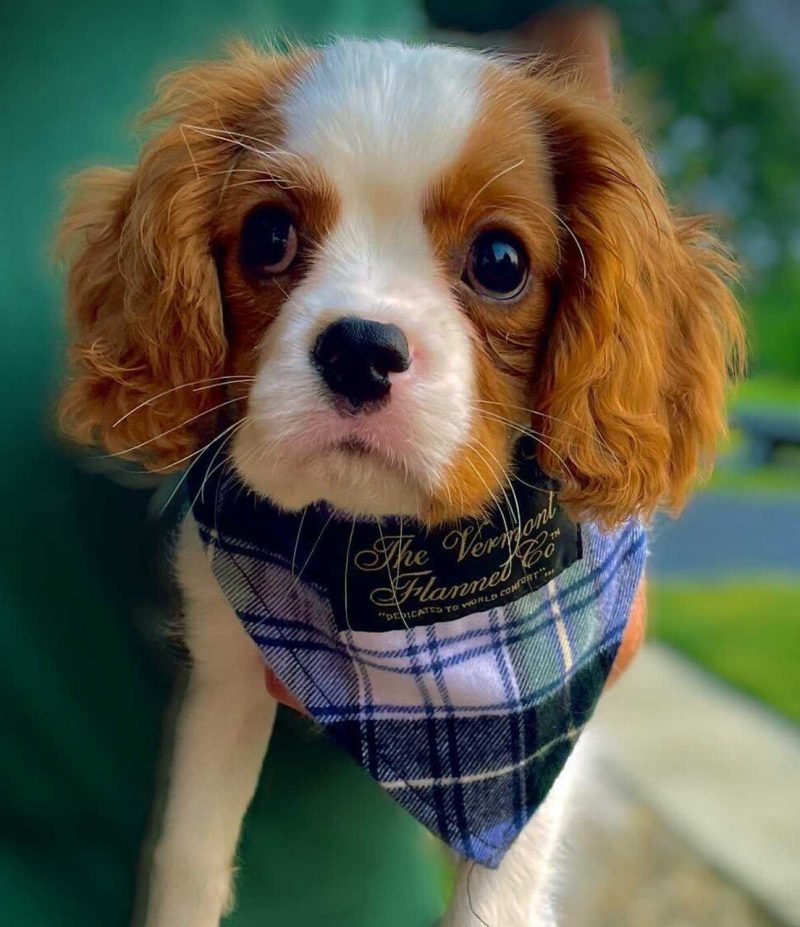 Cute Flannel Dog Bandana Campbell White Blue Green 59693.1694697054.1280.1280