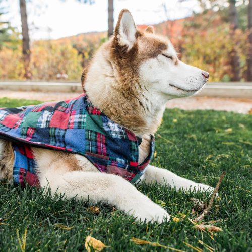 Flannel Dog Jacket Patchwork 2