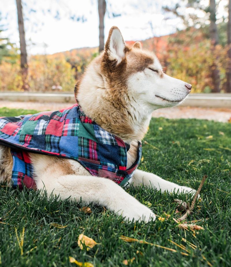 Flannel Dog Jacket Patchwork 2