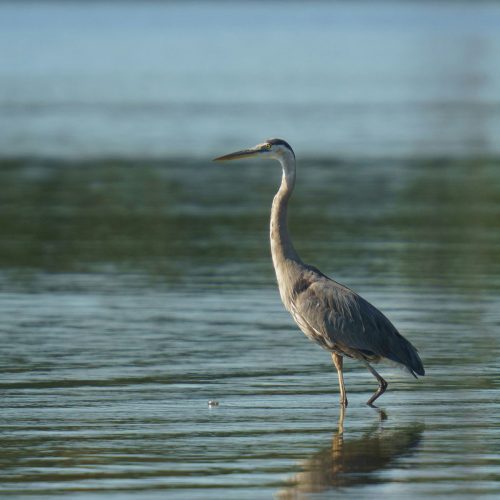 Heron