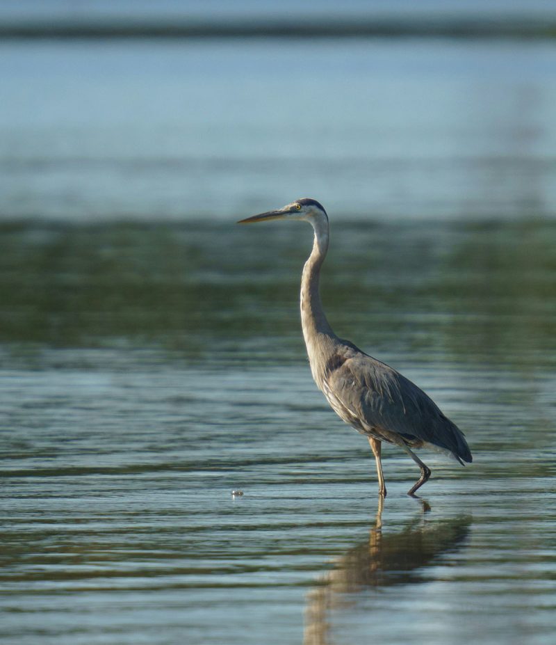 Heron